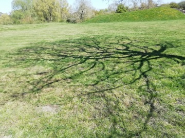 TreeShadow2