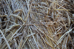 Threshing