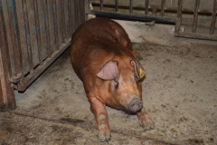 Countess Wells Pig Unit