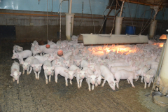 Countess Wells Pig Unit