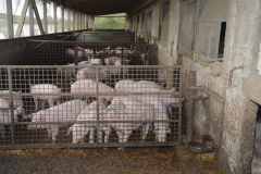 Countess Wells Pig Unit