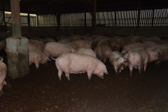 Countess Wells Pig Unit