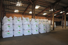 Walnes Seeds