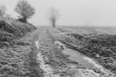 DSC_4337_Fog_11_LR